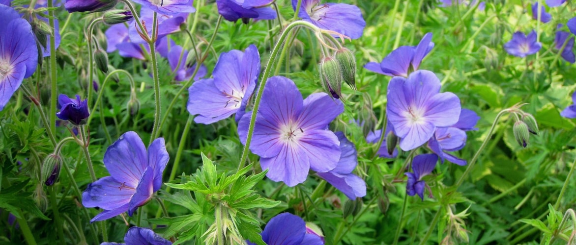 Ooievaarsbek 'Orion'