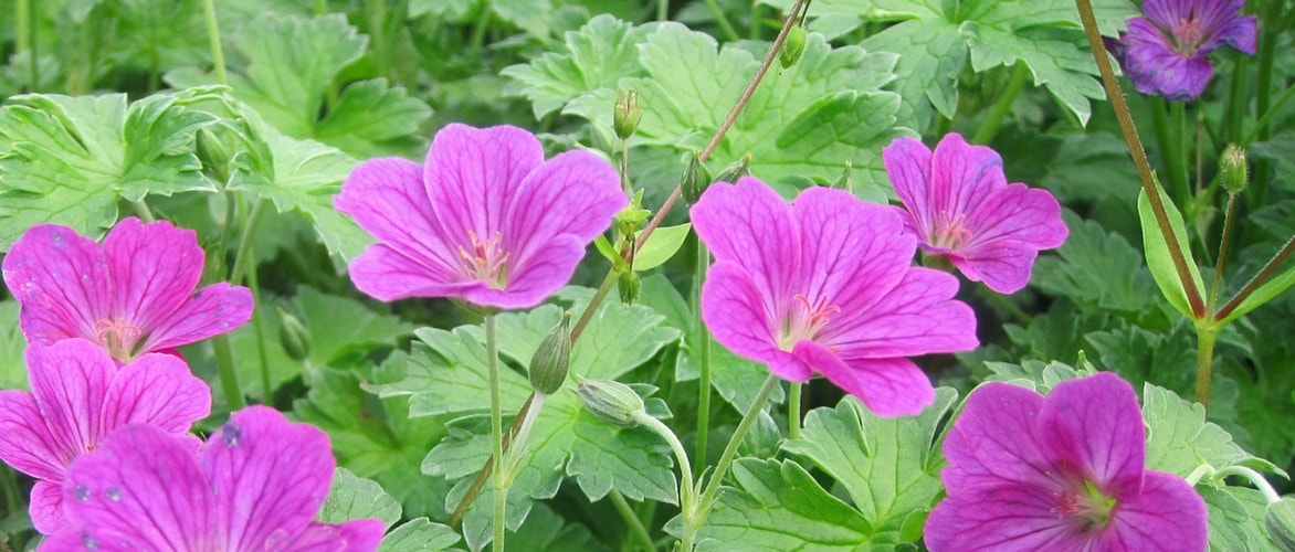 Geranium riversleaianum 'Russels Prichard'