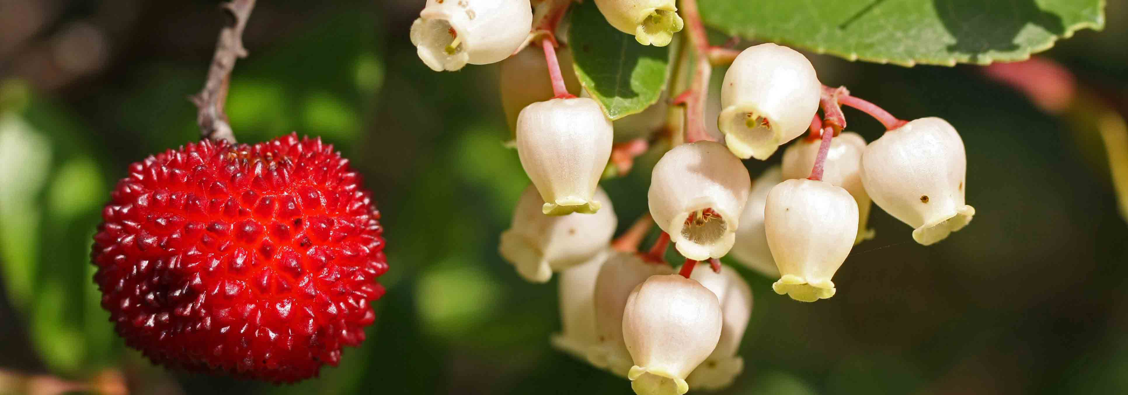 Aardbeiboom, Arbutus: planten, snoeien en onderhouden