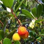 Aardbeiboom, Arbutus: ziekten en behandeling