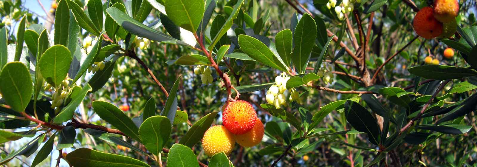 Aardbeiboom, Arbutus: ziekten en behandeling