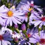 10 ideeën om asters te combineren