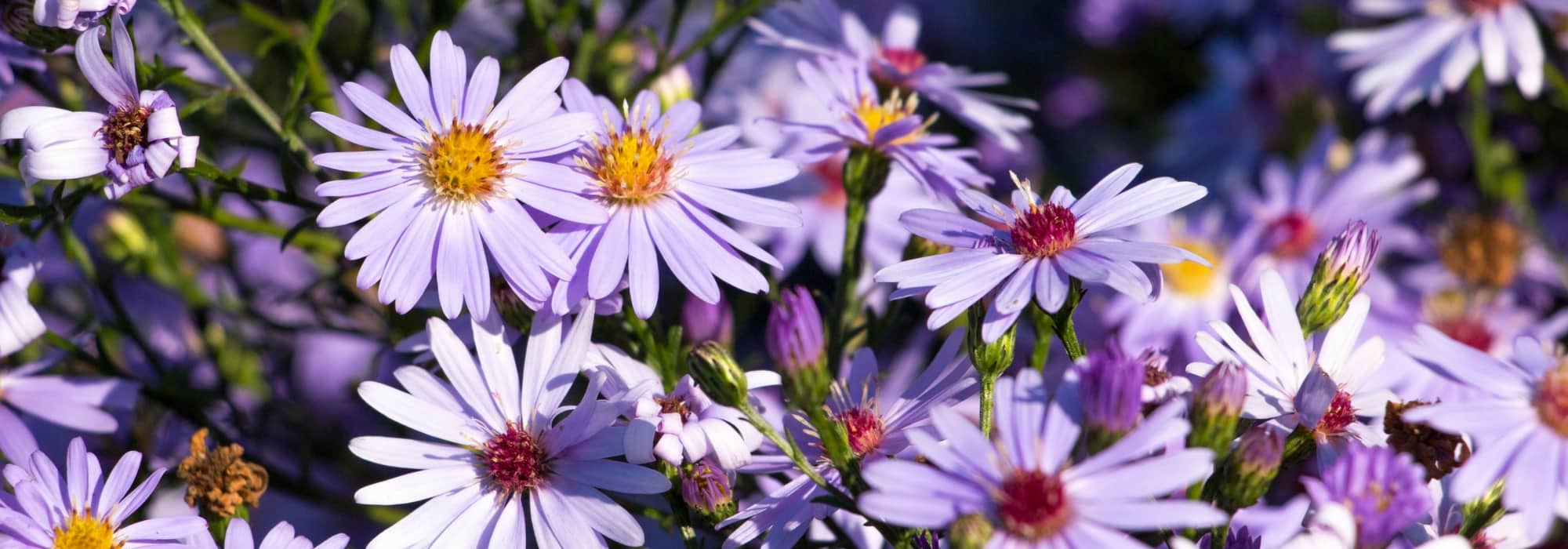 10 ideeën om asters te combineren
