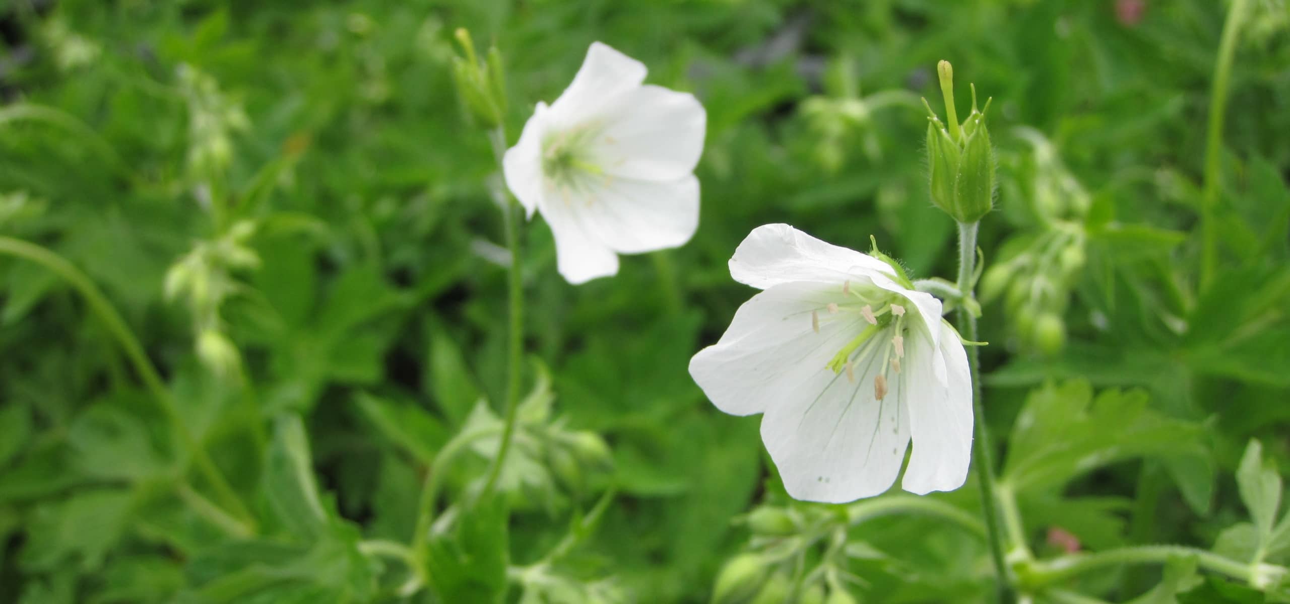 10 beste witte ooievaarsbekken