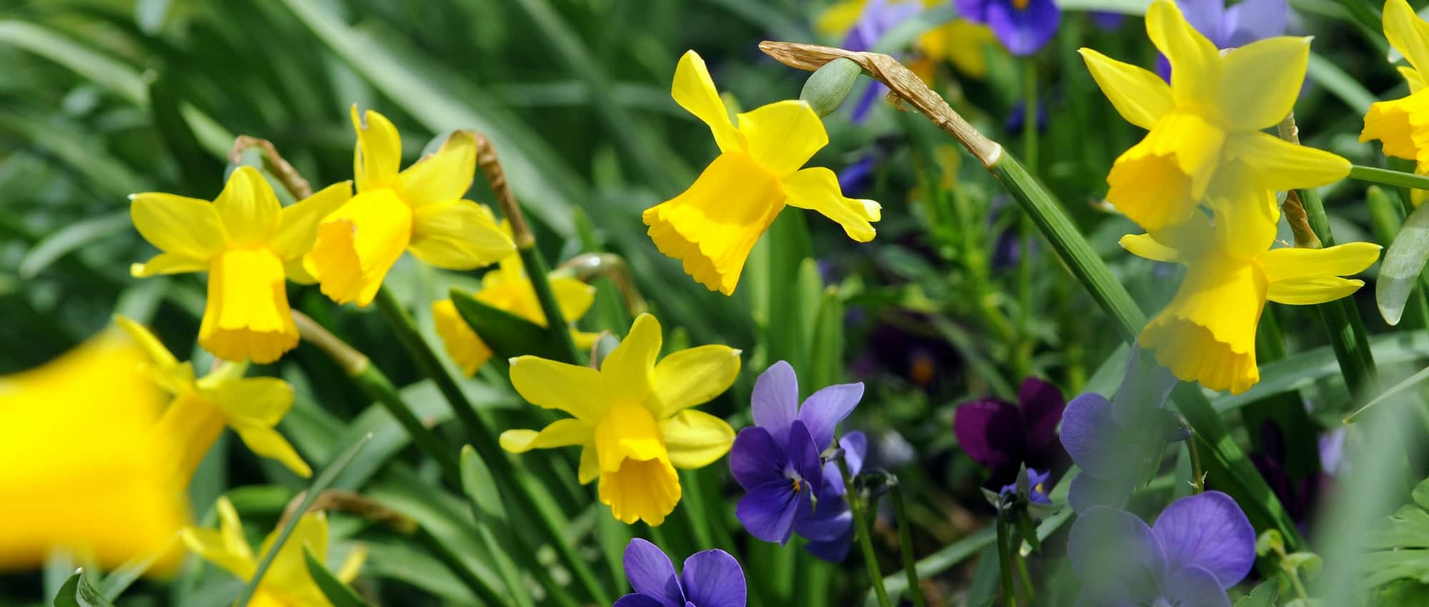 Narcis of trompetnarcis: 8 combinatie-ideeën