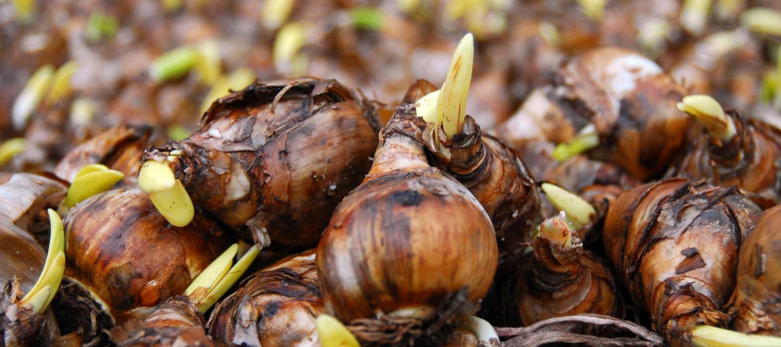 Narcissen- of jonquillenbollen (foto iBulb)