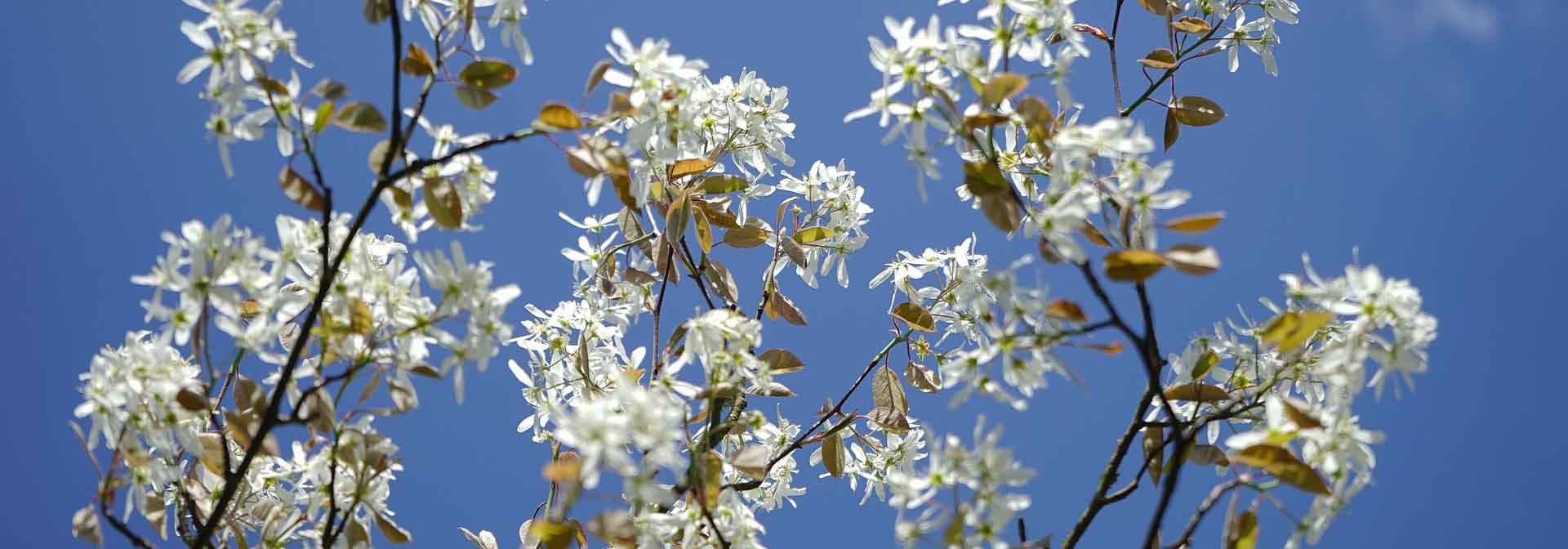 Krentenboompje planten, snoeien en telen