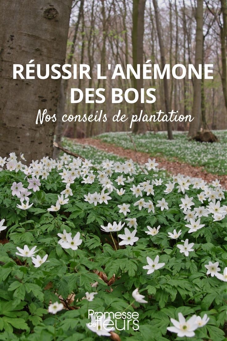 Bosanemoon planten: zo lukt het