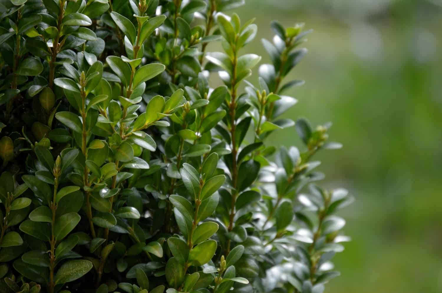 Welke heesters ter vervanging van buxus?