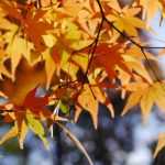 Japanse esdoorn planten, snoeien en onderhouden