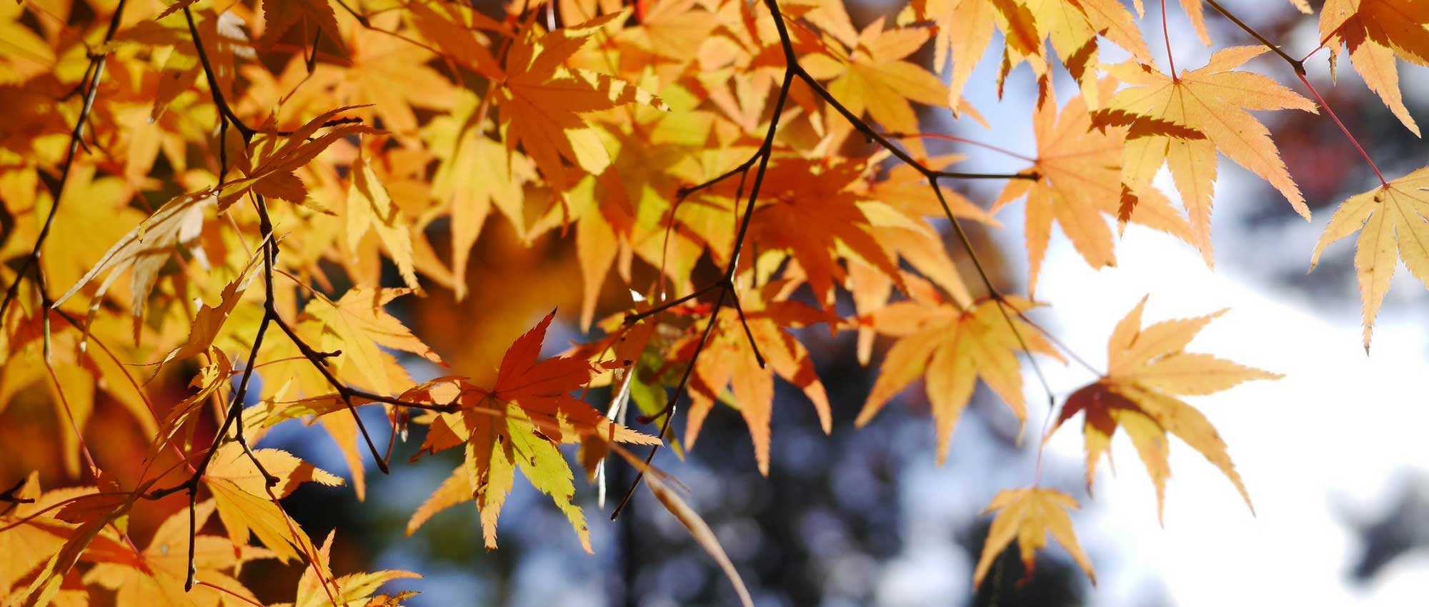 Japanse esdoorn planten, snoeien en onderhouden