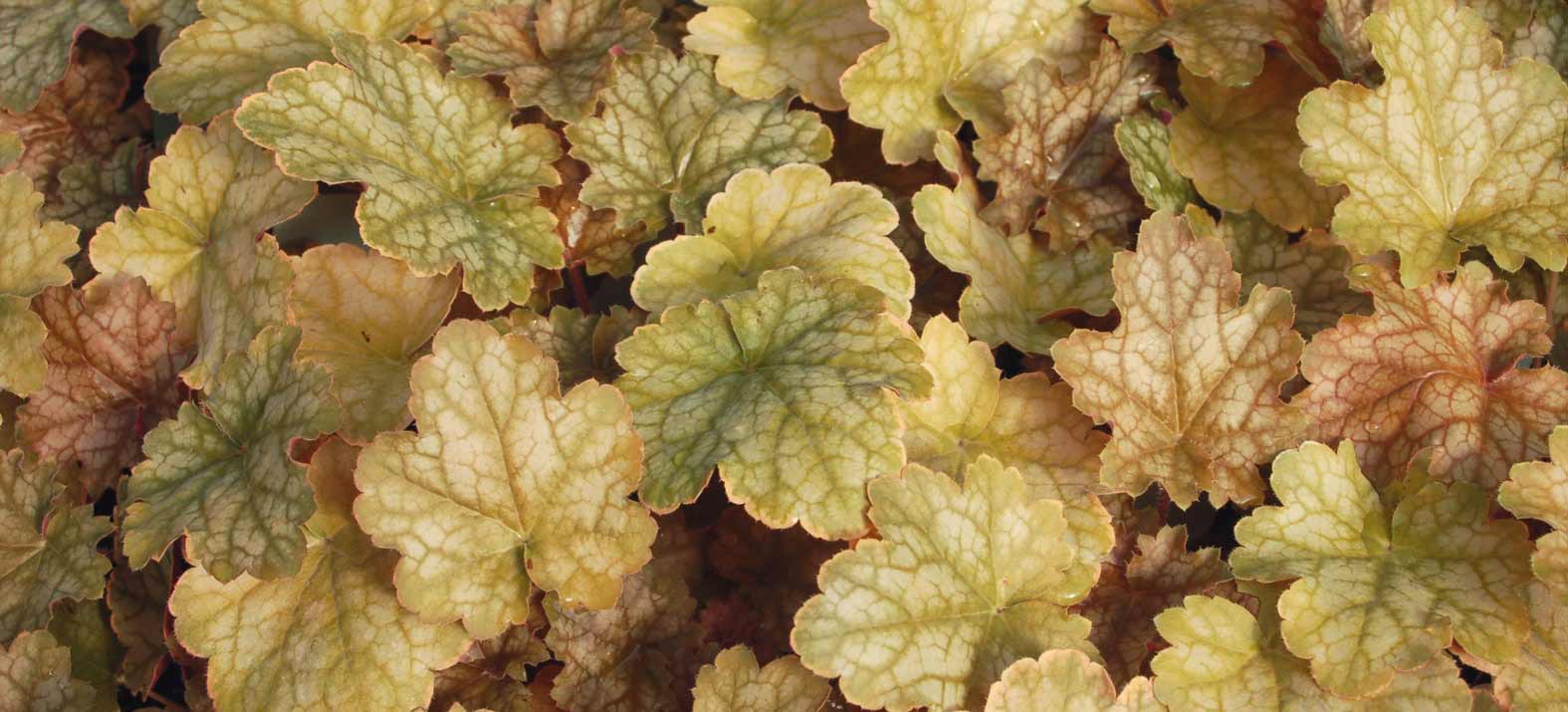 Het bronskleurige tot oranje loof van het purperklokje 'Ginger Ale'