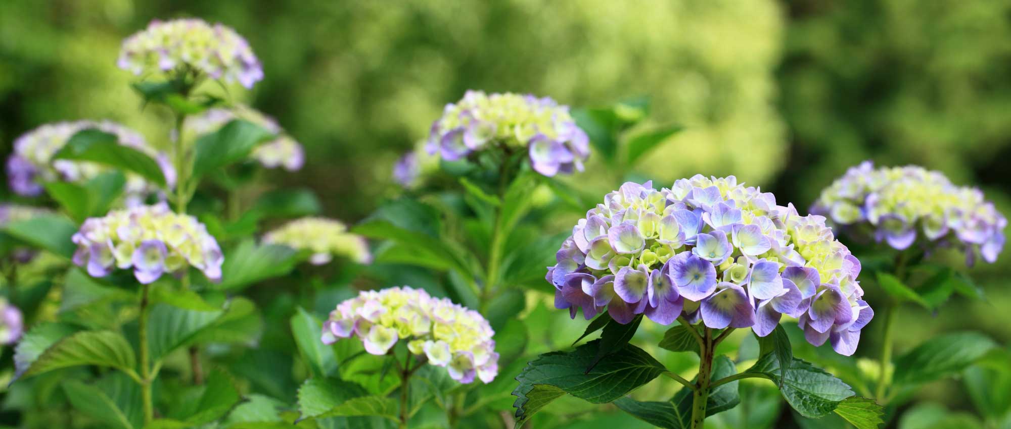 Hortensia's kiezen: hoe pak je dat aan?