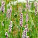 Persicaria's of duizendknopen: 10 geslaagde combinaties