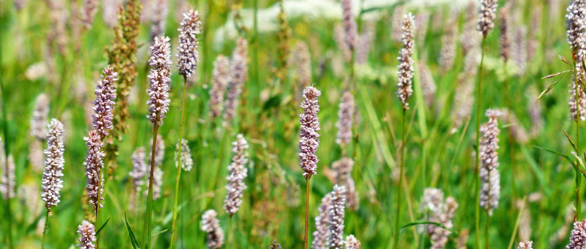 Persicaria's of duizendknopen: 10 geslaagde combinaties