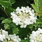 Viburnum, sneeuwbal: welke variëteit kiezen?