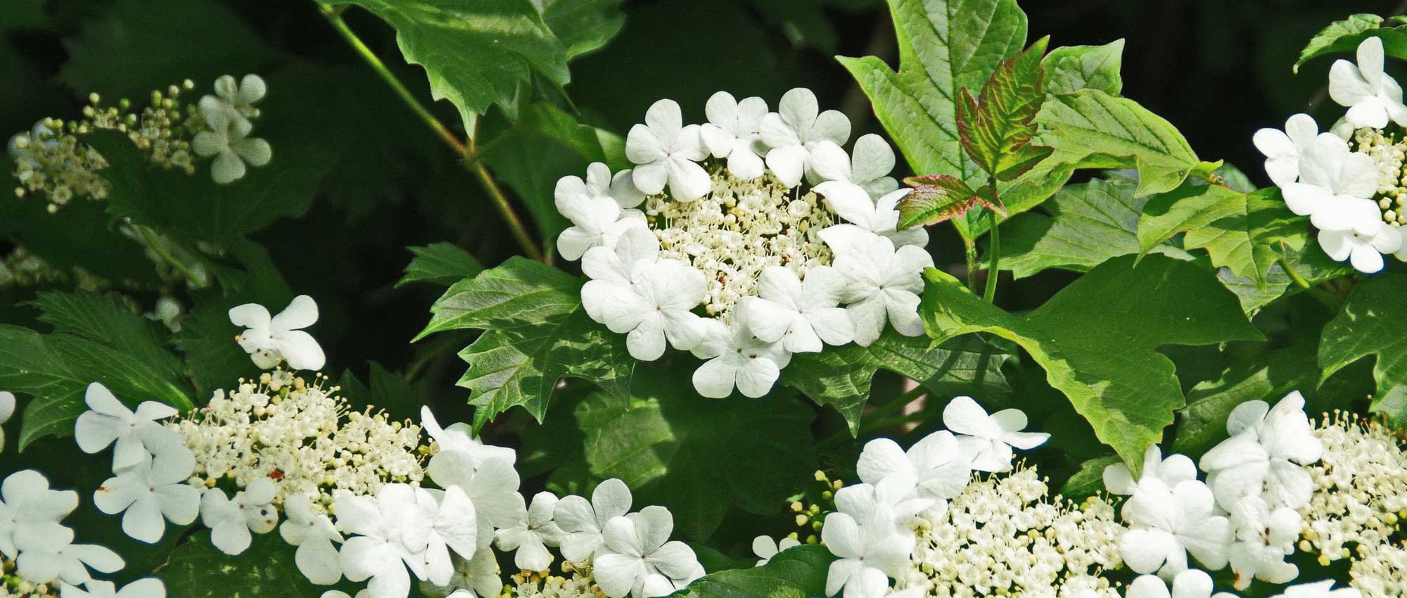 Viburnum, sneeuwbal: welke variëteit kiezen?