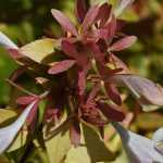 Abelia: planten, kweektips, snoei en onderhoud