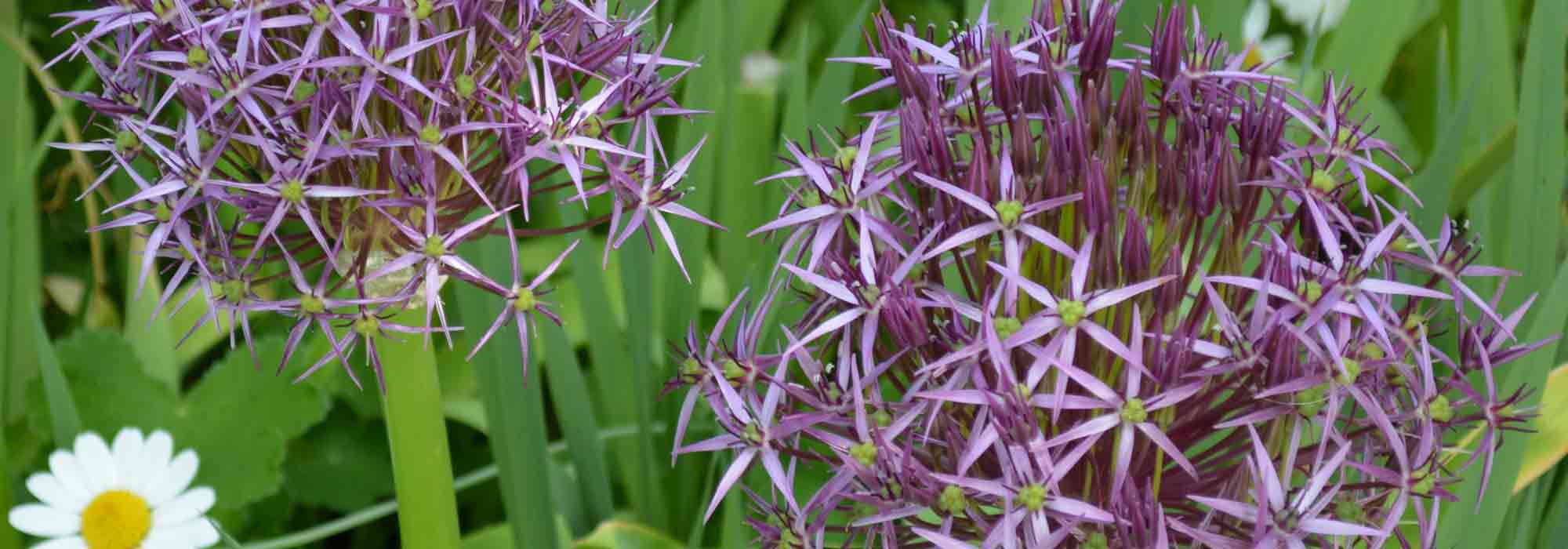 Allium: 9 geslaagde combinaties