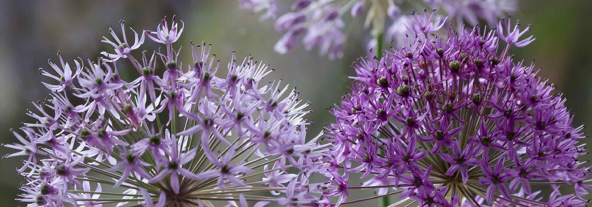 Allium, sierui: welke soorten kiezen?