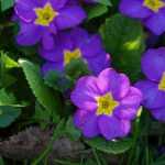 Sleutelbloemen: 7 ideeën voor combinaties in de tuin