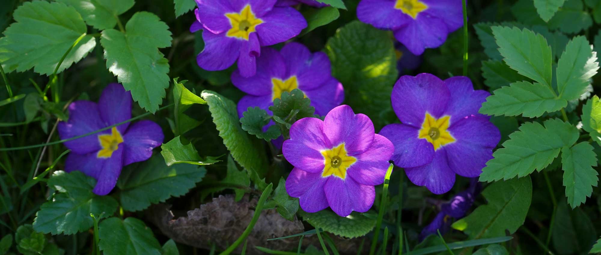 Sleutelbloemen: 7 ideeën voor combinaties in de tuin