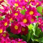 Sleutelbloemen: welke variëteit kiezen?