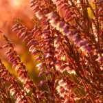 Heideplanten: planten, snoeien en verzorgen