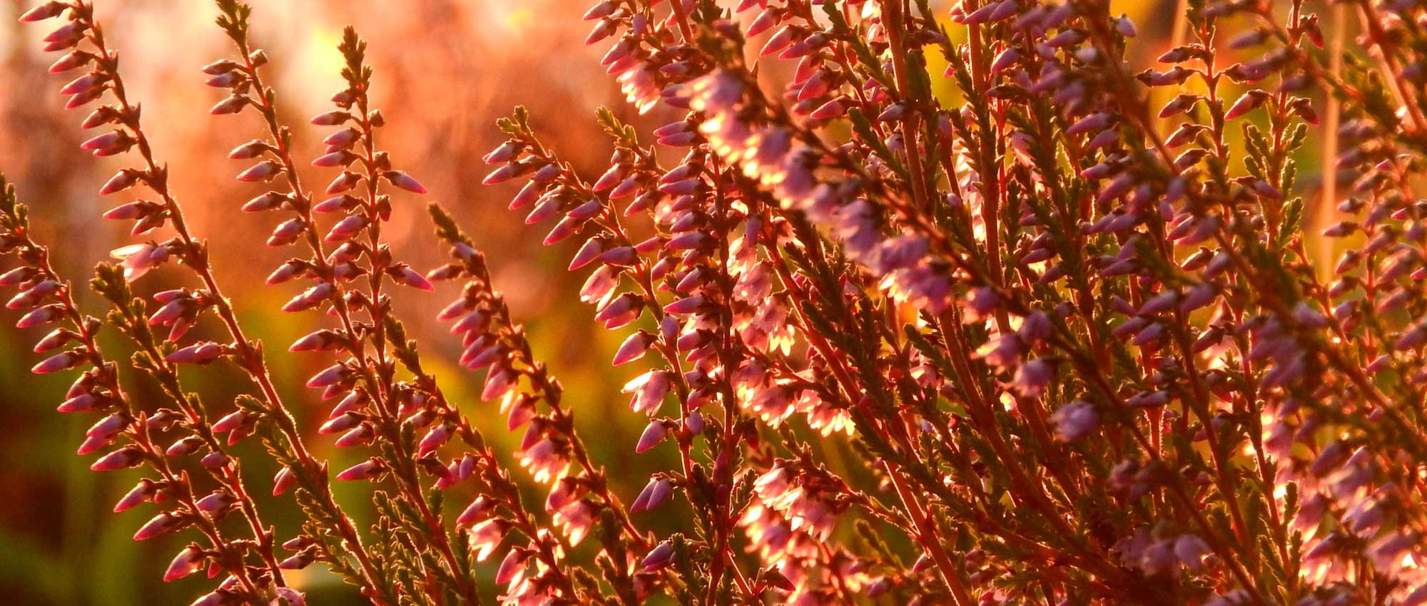 Heideplanten: planten, snoeien en verzorgen