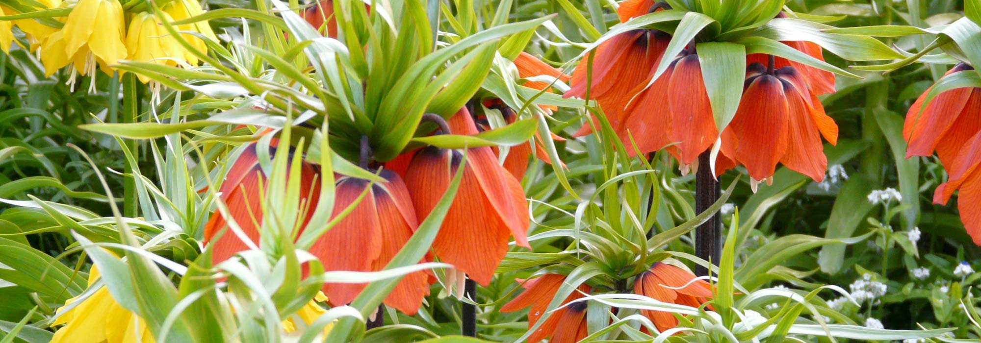Kievitsbloem: planten, teelt en onderhoud