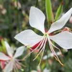 Gaura lindheimeri planten: wanneer, waar en hoe?