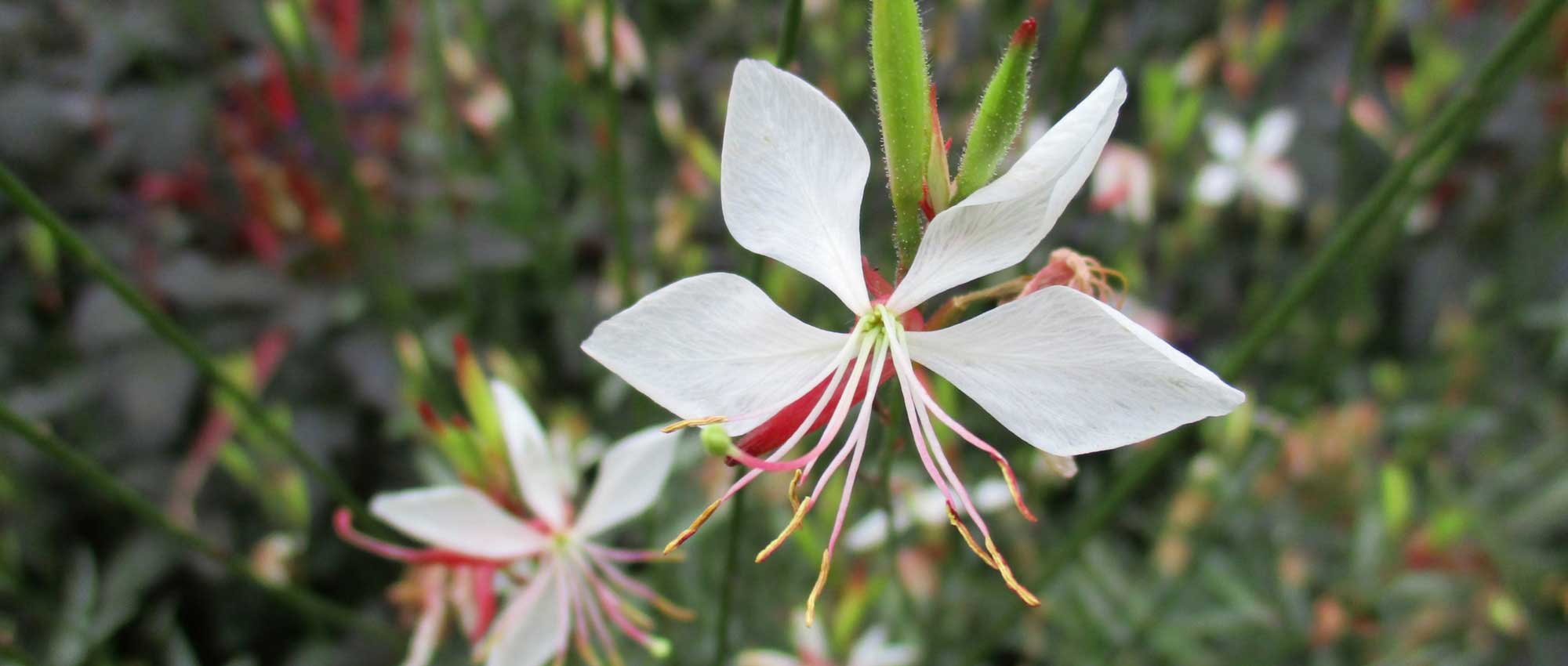 Gaura lindheimeri planten: wanneer, waar en hoe?