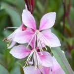 Gaura lindheimeri: 8 geslaagde combinaties