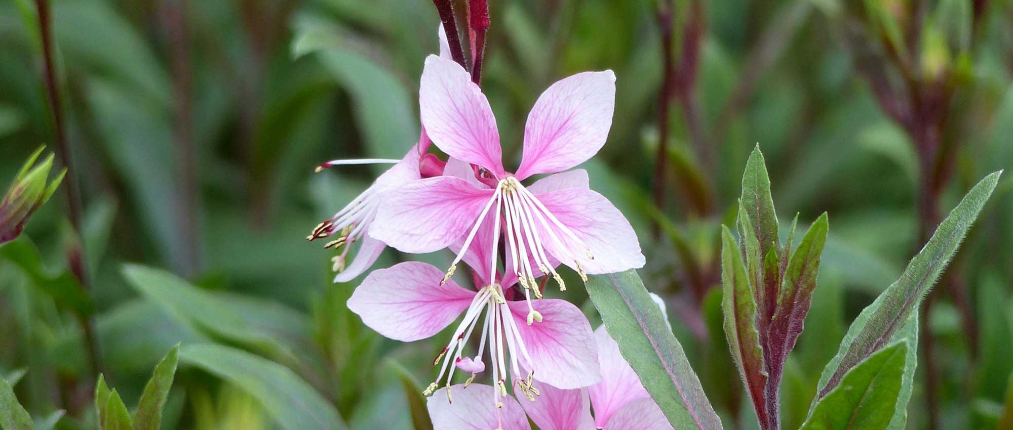 Gaura lindheimeri: 8 geslaagde combinaties