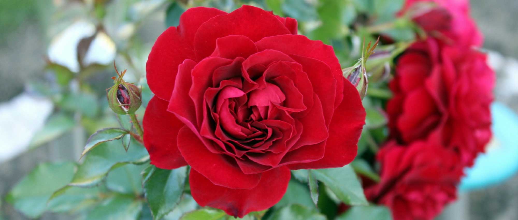 Rozen: de beste variëteiten en hoe je ze teelt