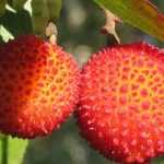 Aardbeiboom (Arbutus): planten, snoeien en onderhoudstips