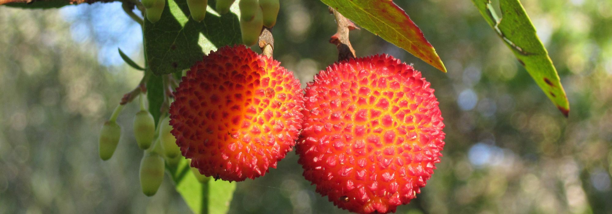 Aardbeiboom (Arbutus): planten, snoeien en onderhoudstips