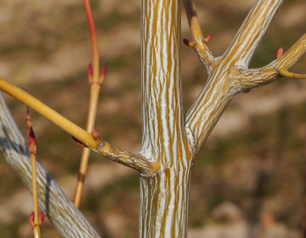 5 bomen en heesters met kleurrijk hout voor je wintertuin