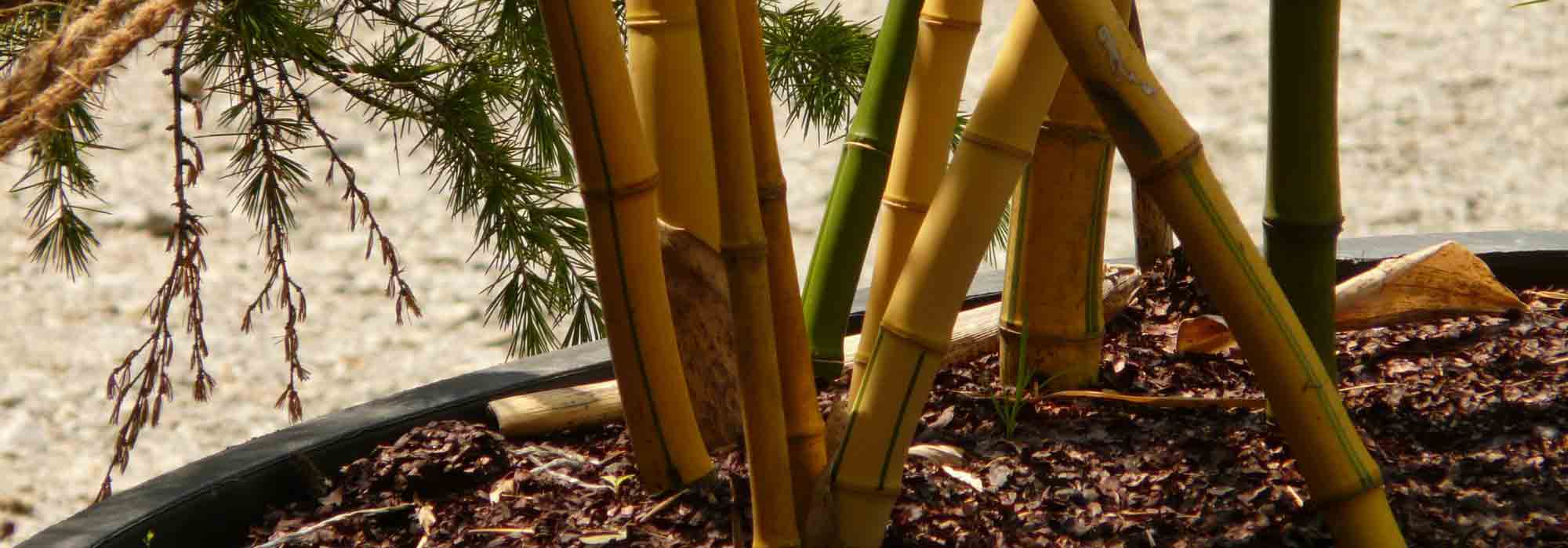 Bamboe in een pot telen
