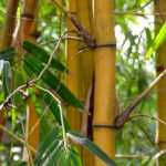 Bamboe planten: succesvol in 4 stappen