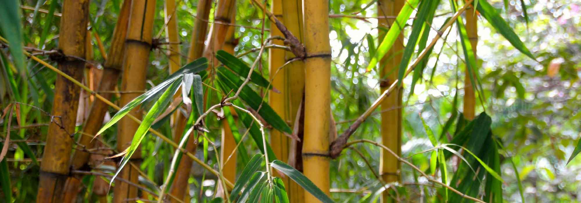 Bamboe planten: succesvol in 4 stappen