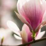 Magnolia snoeien: wanneer en hoe