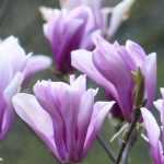 Magnolia planten in 4 stappen