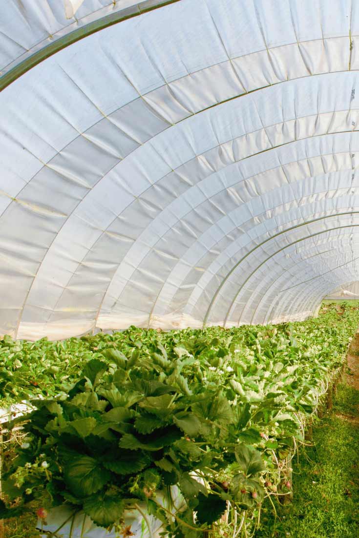 Een kas in de moestuin: waarvoor?