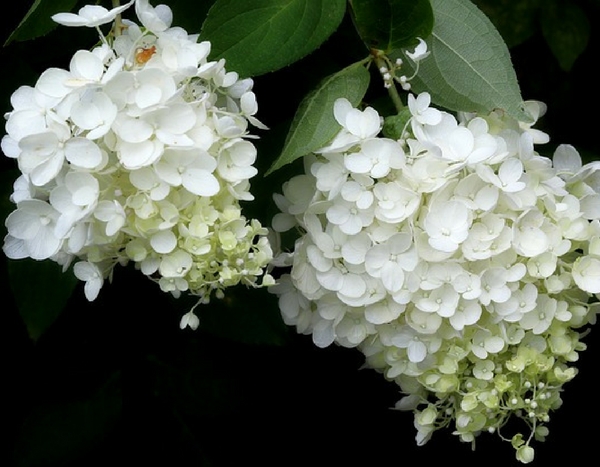 Zo verpest je hortensia's in 10 lessen