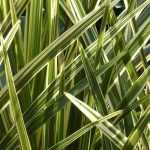 Cordyline: planten, telen en onderhouden