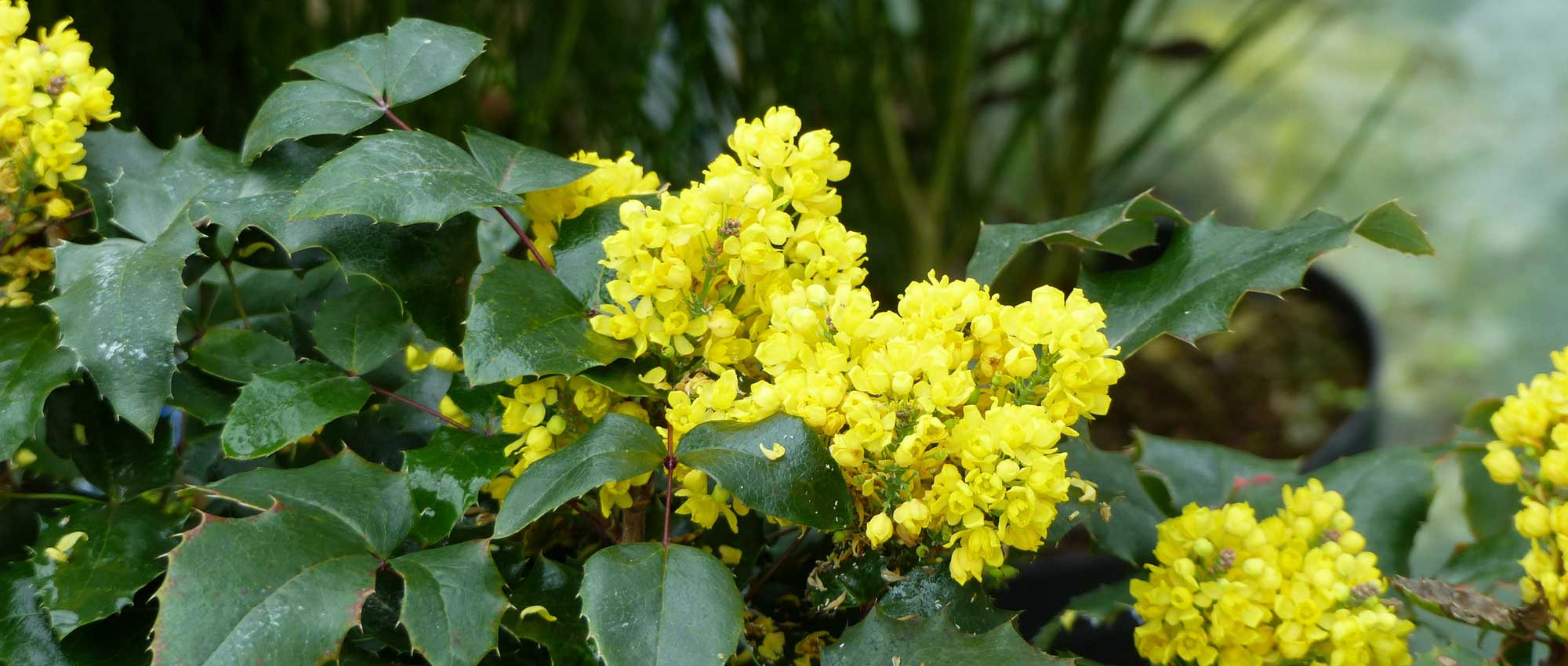 Mahonia planten, snoeien en verzorgen