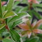 Japanse rotsheide: planten, snoei en onderhoud