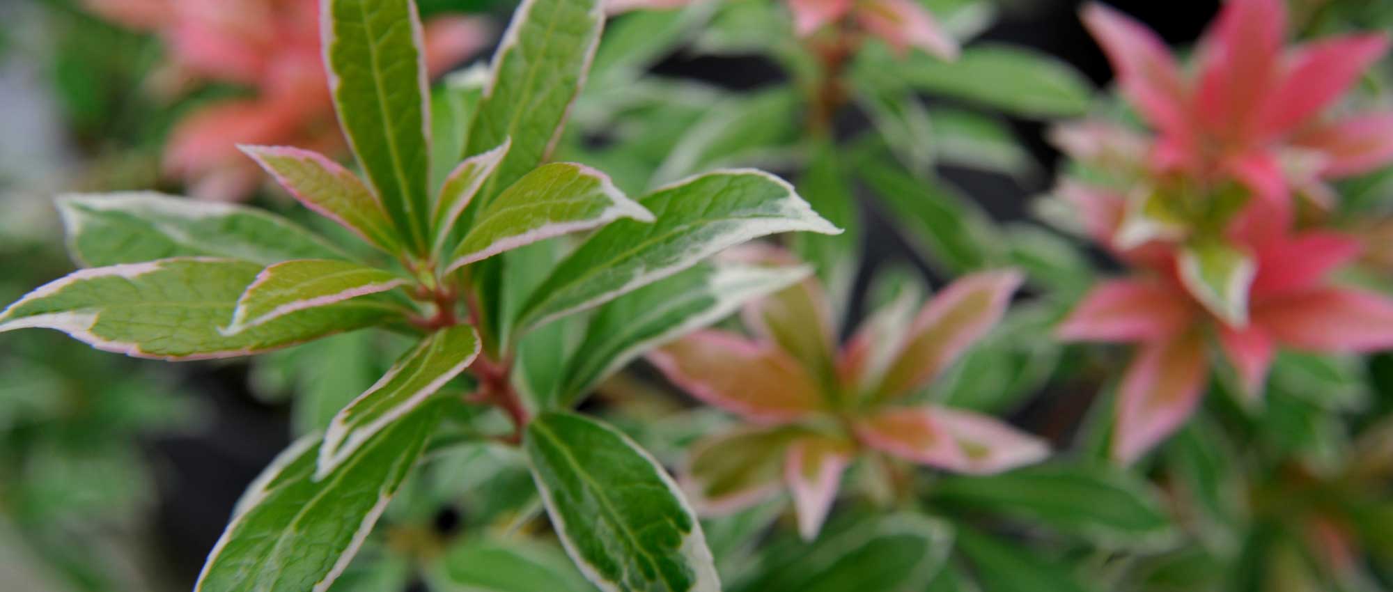 Japanse rotsheide: planten, snoei en onderhoud