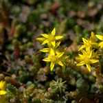 Sedum of vetkruid: welke variëteit kiezen?